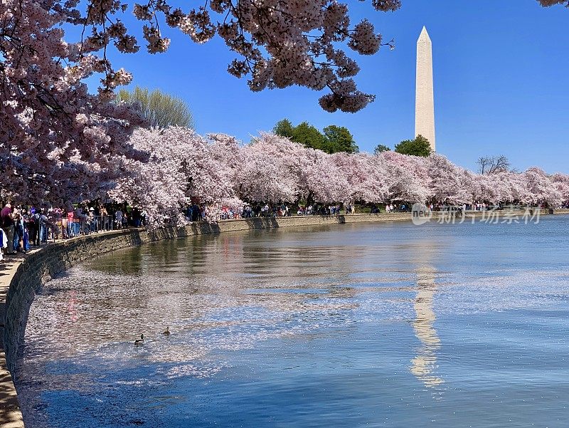 樱花盛开的华盛顿特区