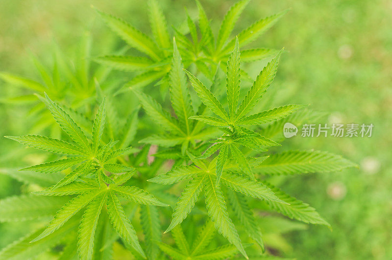 大麻植物的特写镜头