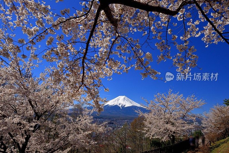 富士山和樱花:从荒山森根公园，富士吉田