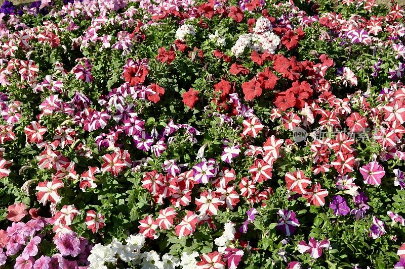 图像条纹红色，粉色，白色，紫色，紫红色的矮牵牛花，夏季一年生花坛