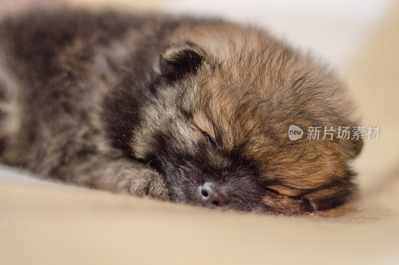可爱的毛茸茸的博美犬躺在沙发上