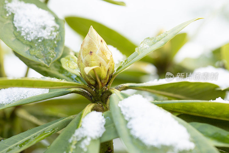 昨夜融化的雪落在杜鹃花上