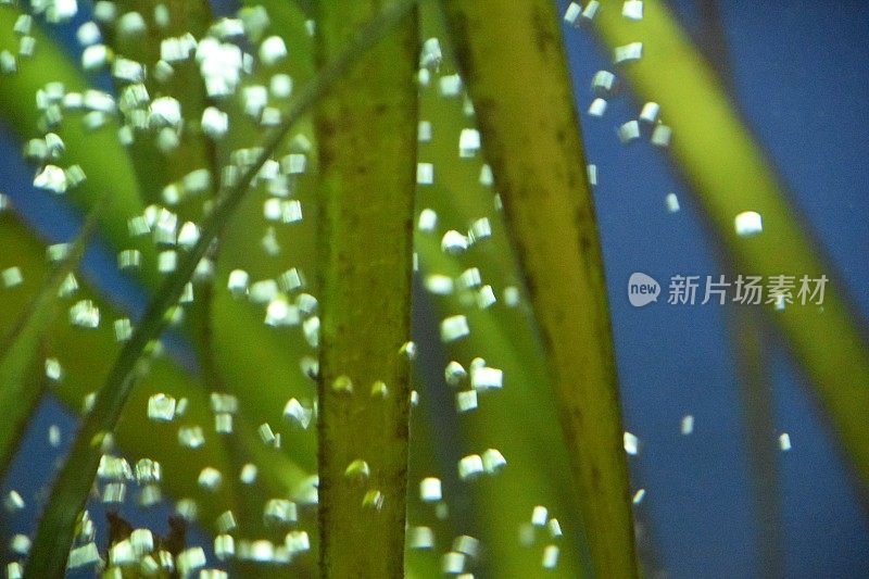 水族馆里的植物和气泡