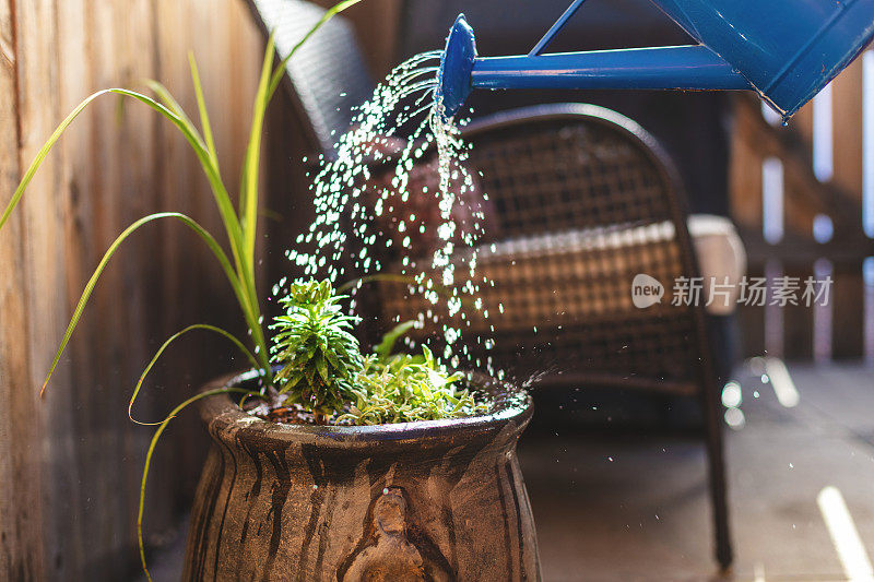 在春季花园种植季节，有吸引力的成熟成年雌性浇水盆栽植物和花卉