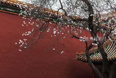春天北京紫禁城