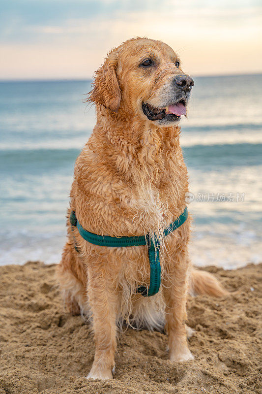 快乐的金毛站在沙滩上，以大海为背景，在日出摆姿势