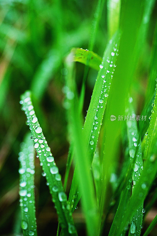 湿草特写镜头