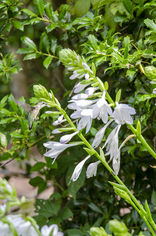 从热带植物中获取花蜜的蜂鸟