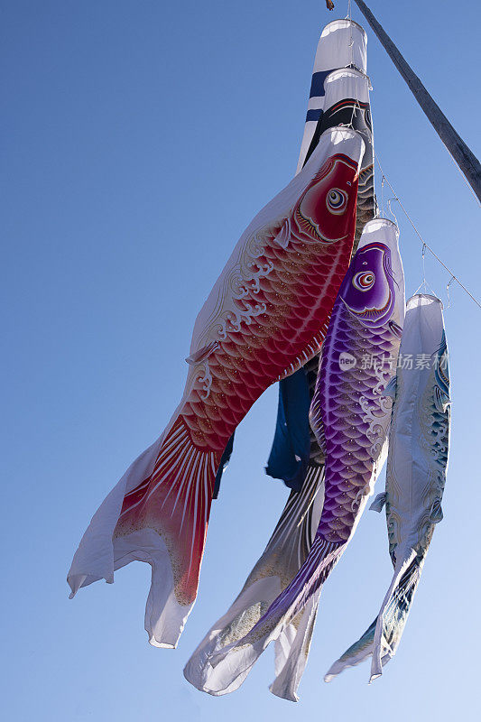 日本鲤鱼风袜。