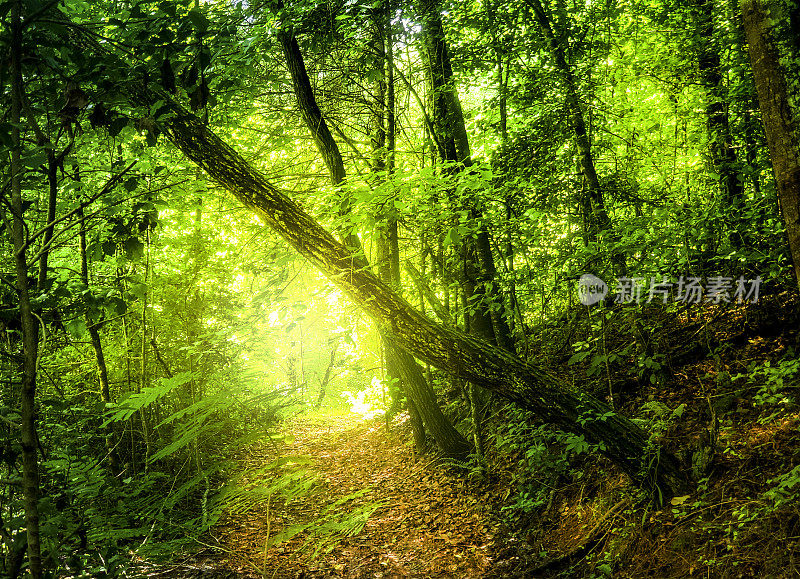森林景象与阳光透过林地树叶照亮了徒步旅行的小径