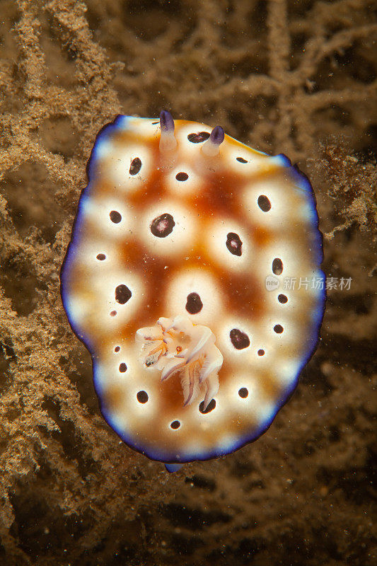 海洋生物。彩色的海蛞蝓水下生物裸鳃