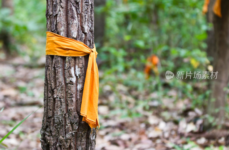 泰国帕拉寺的僧侣们把长袍裹在树上