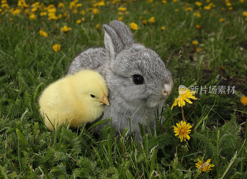 灰色的兔子宝宝和黄色的小鸡