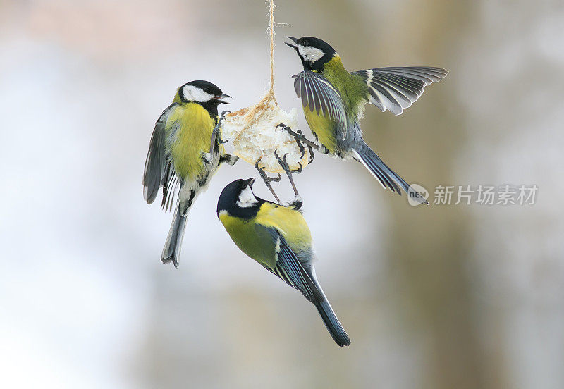 三只饥饿的小鸟在喂鸟器上吃肥肉