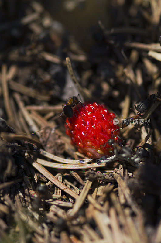许多蚂蚁和野草莓