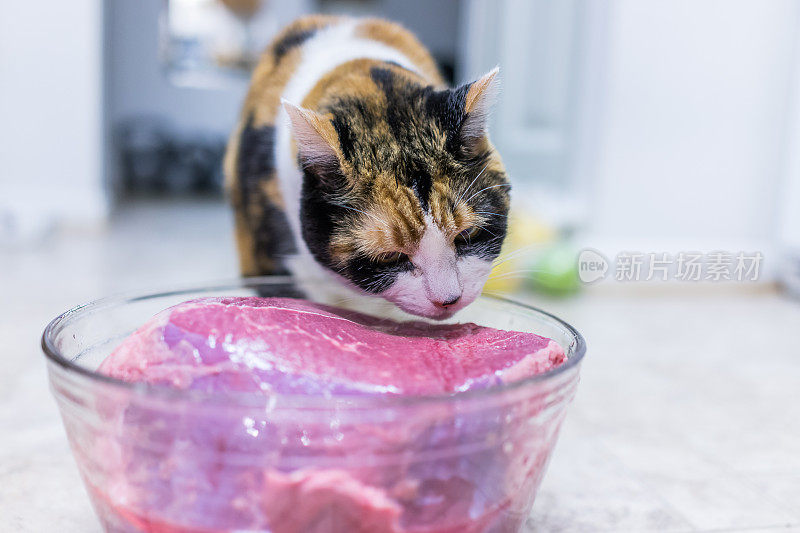白花猫舔着一大块粉红色的牛肉