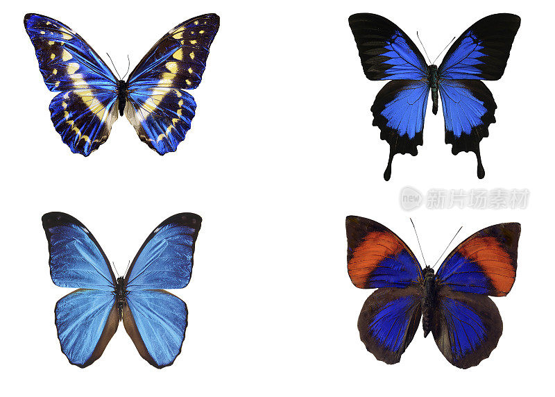 蓝蝴蝶收集孤立在白色