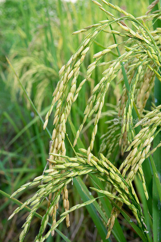 近距离观察黄绿色的稻田