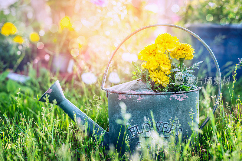 洒水罐与鲜花在草地上阳光灿烂的夏季花园