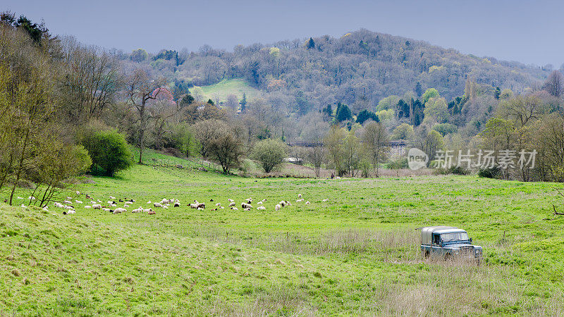 英国乡村的绵羊、牧羊人和牧羊犬
