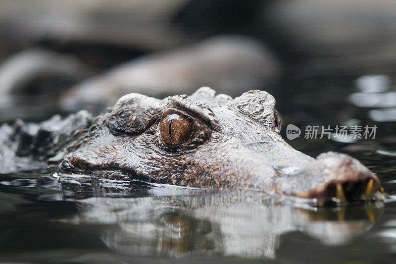 矮凯门鳄特写(XXL)