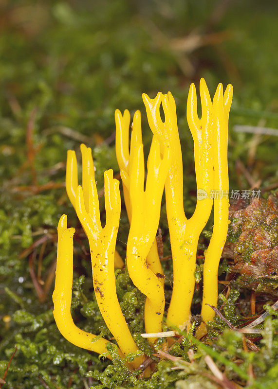 木耳(粘Calocera)