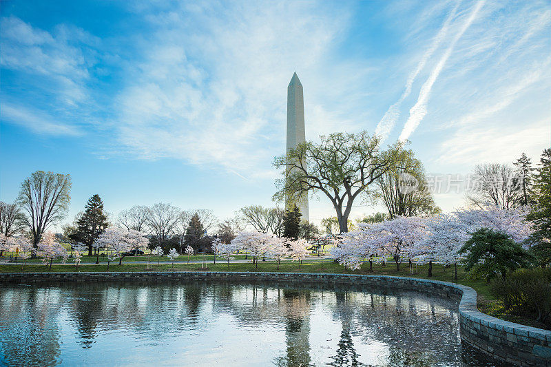 华盛顿纪念碑和映照在潮汐盆地的樱花