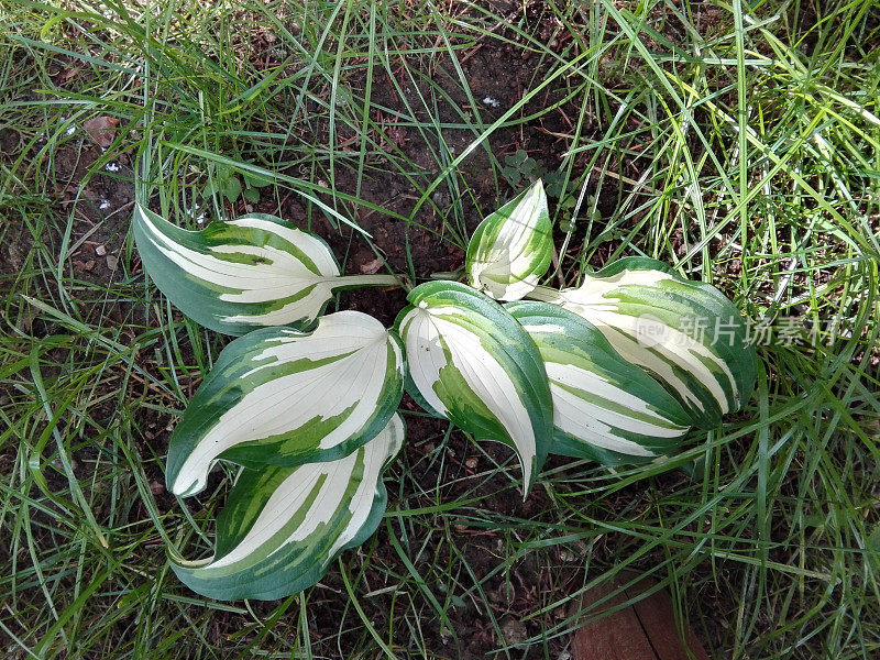 玉簪属草本植物植物