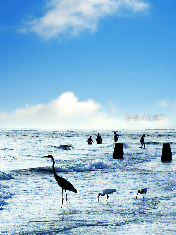 海滩上的海鸟