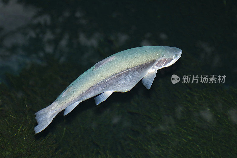 白化虹鳟鱼