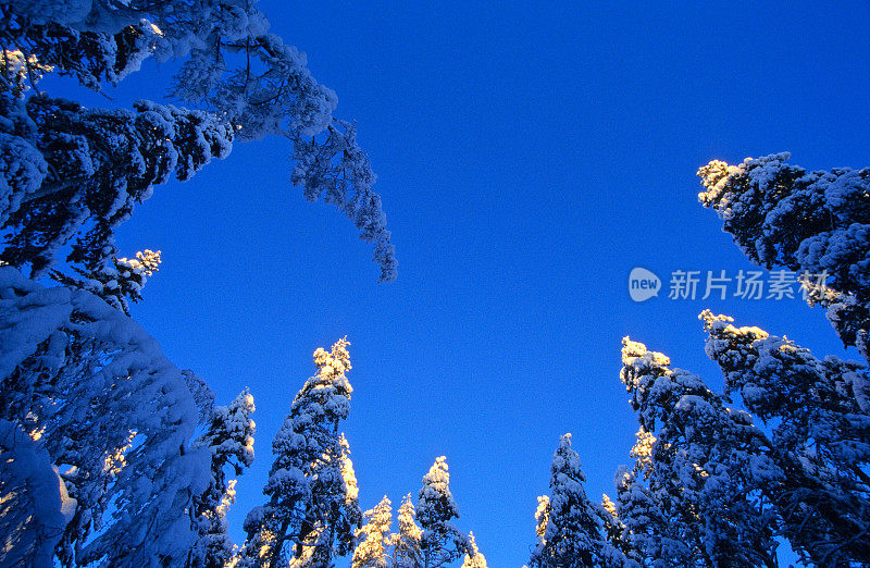 下雪的冬天的树