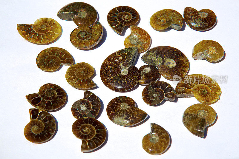 鹦鹉螺化石收藏