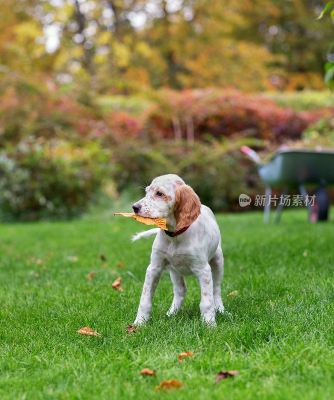 挪威秋天的英国塞特犬