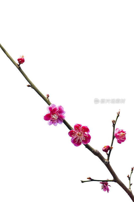 桃李白花