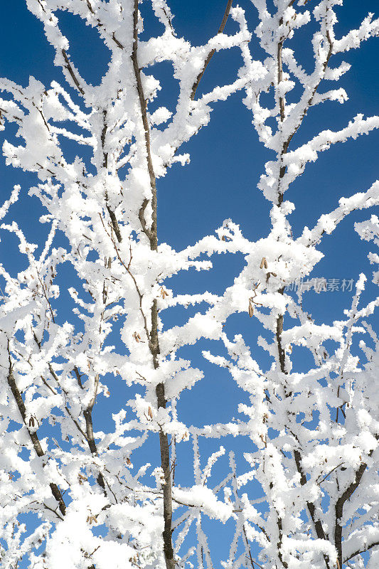 雪在树枝上