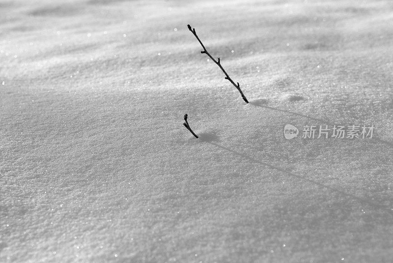 雪中的小树枝