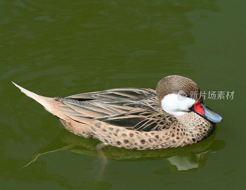 白颊Pintail(巴哈马群岛)特写