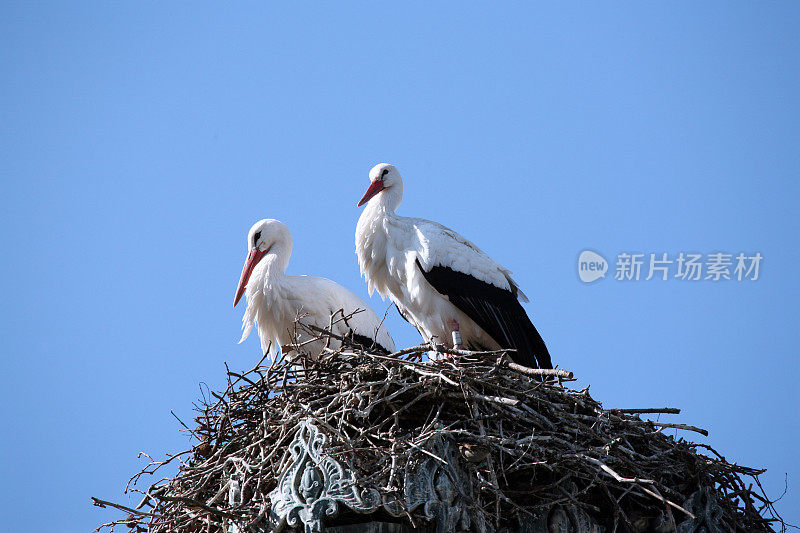 鹳的巢