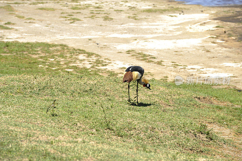 坦桑尼亚塞伦盖蒂国家公园的灰冠鹤