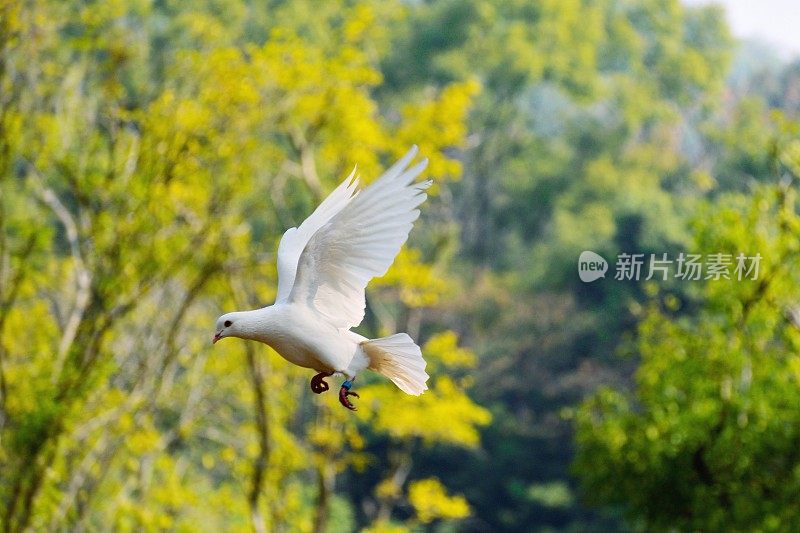 飞翔的鸽子