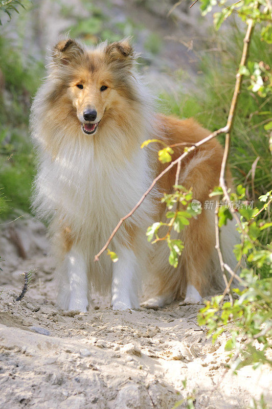 年轻的牧羊犬