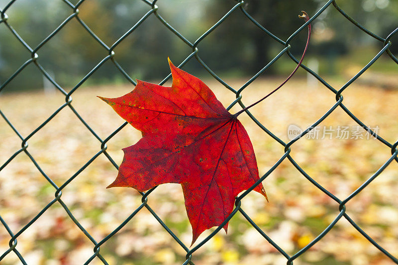 秋叶在铁链栅栏上