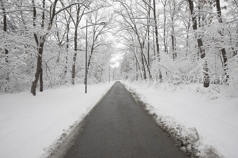 穿越积雪森林的道路