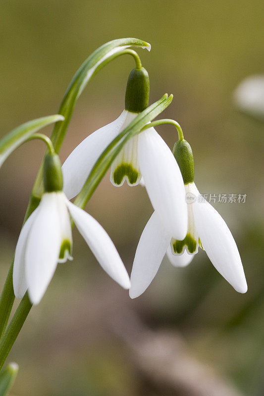 雪花莲