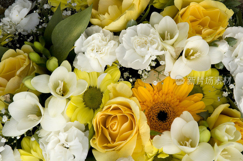 香醇的黄色和白色混合花