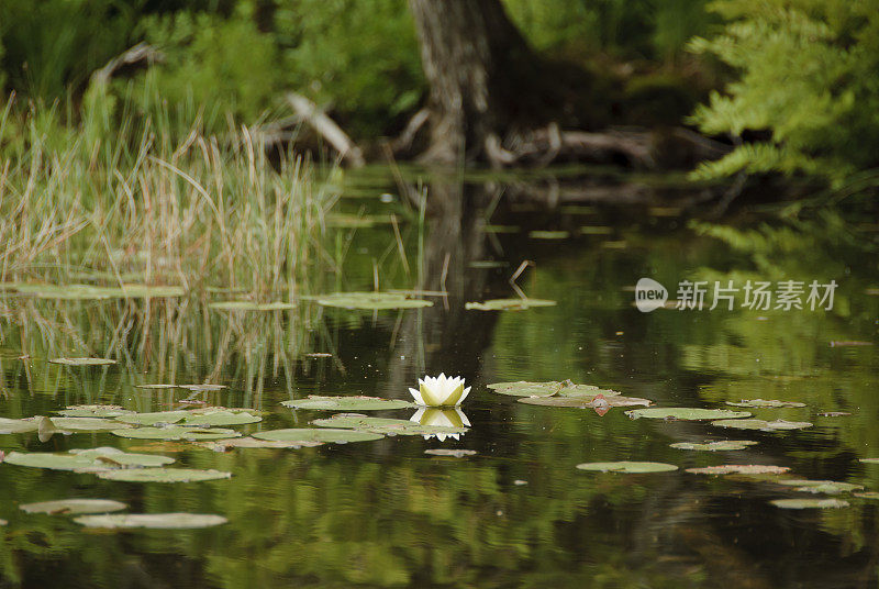 荷花盛开