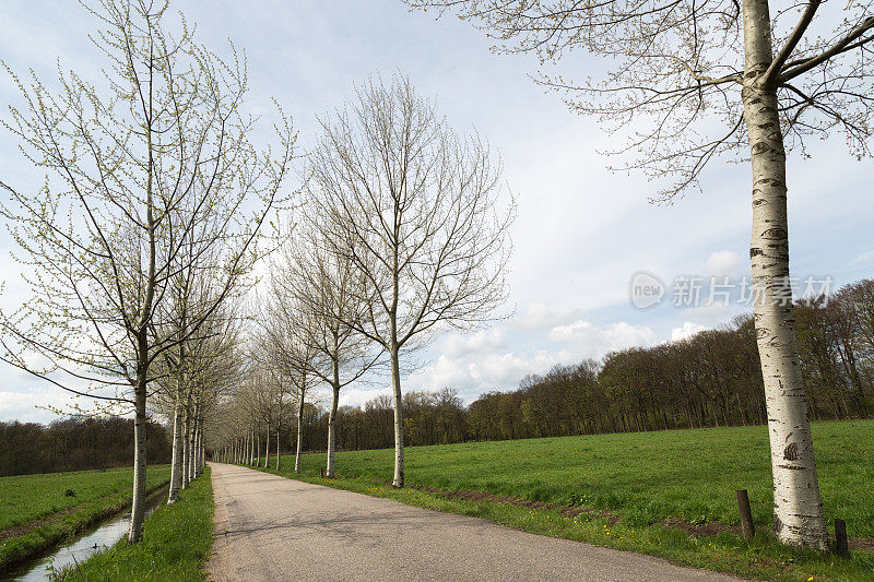 春天空旷的荷兰圩田路