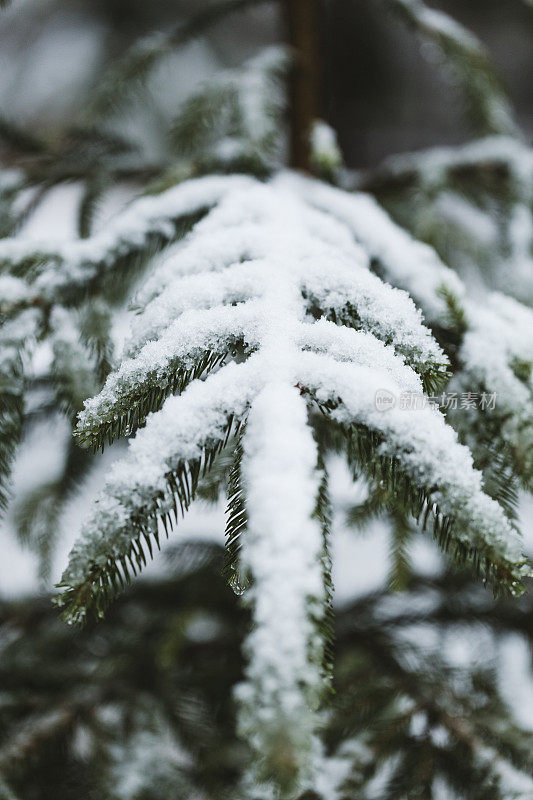 降雪期间的松树