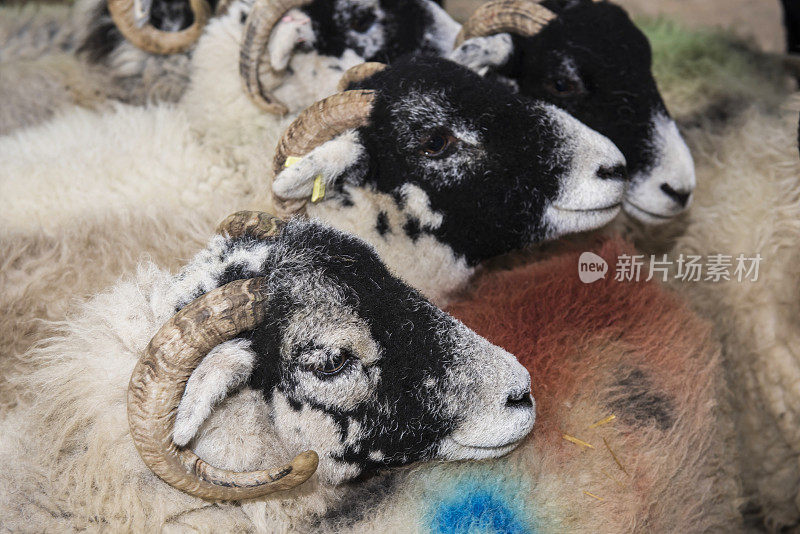 羊圈里的羊