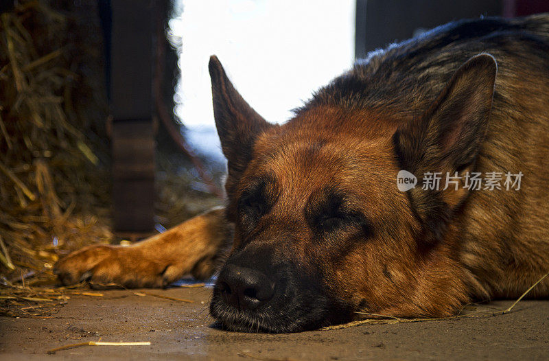 美丽的德国牧羊犬躺着